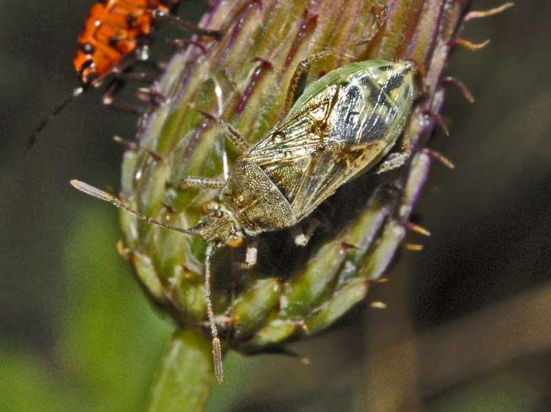 Rhopalidae:  Stictopleurus cfr. crassicornis